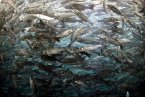 fish congregate near structures