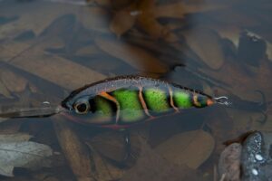 seasonal angling behavior patterns