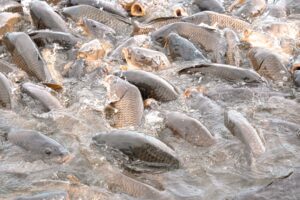 seasonal cues alter fish behavior
