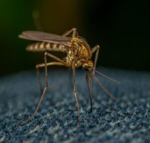 use repellent wear long sleeves