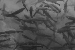visibility dictates fish behavior
