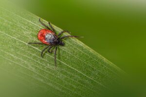 wear repellent check thoroughly